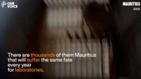 ‘Cyno Breeders’ – the Mauritian industry of capturing and breeding macaques