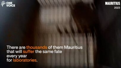 ‘Cyno Breeders’ – the Mauritian industry of capturing and breeding macaques