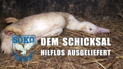 Dem Schicksal hilflos ausgeliefert// SOKO Tierschutz e.V.