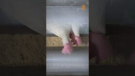 EGG Documentary: Unveiling the Exploitation of Hens in the Egg Industry by Tras Los Muros