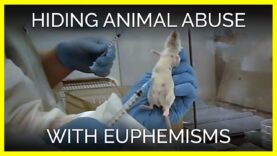 Experimenters Abuse Animals and Cover It Up with Euphemisms
