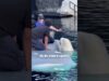 Ferdinand the Beluga: A Life of Exploitation at SeaWorld