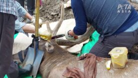 First-Ever Exposé of Deer Velvet Industry Reveals Horrific Cruelty | PETA