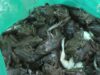 Inside the Frog Leg Industry: Unmasking the Horrors