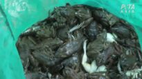Inside the Frog Leg Industry: Unmasking the Horrors