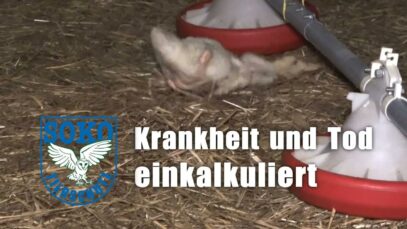 Krankheit und Tod einkalkuliert// SOKO Tierschutz e.V.