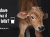 La verità dietro il latte: vitelli mutilati e abbandonati