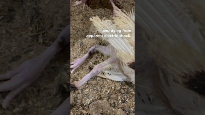 Many Baby Turkeys in Factory Farms are Injured or Electrocuted.