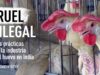 Prácticas crueles e ilegales en la industria del huevo en India