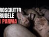 Prosciutto Crudele di Parma | indagine schock in allevamento di maiali