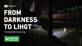 Rescue: from darkness to light