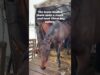 Saved in Ukraine: Maria the Horse’s Rescue & Recovery