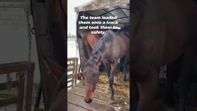 Saved in Ukraine: Maria the Horse’s Rescue & Recovery