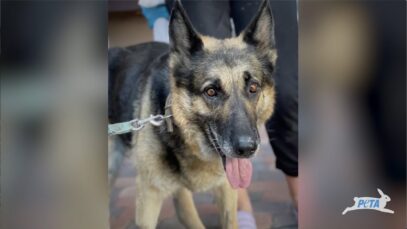 Ukrainian Dog Found in Rubble Makes Remarkable Recovery