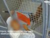 Vidéo “brute” de l’abattage d’un chien abandonné dans une fourrière en France