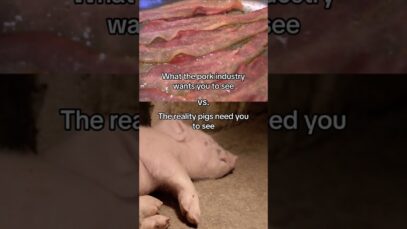 What Pigs Really Need You To See #shortsyoutube