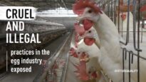 Who Is Behind a Carton of Eggs? Investigation Into India’s Egg Industry