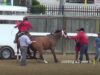 With Your Help, PETA Achieved So Much For Horses in 2023