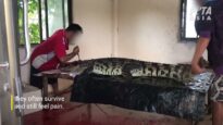 Workers Stabbed Crocodiles, Skinned Them Alive