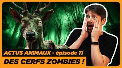Actus animaux : Cerfs zombies | Animaux à la poubelle | Avancées 2024 | Série Netflix