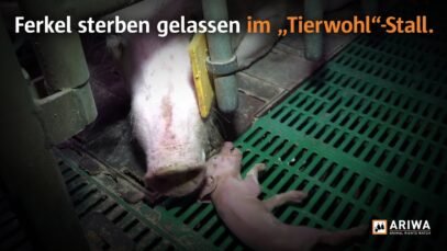 Ferkel in „Tierwohl“-Stall qualvoll sterben gelassen