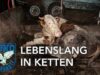Lebenslang in Ketten – Anbindehaltung // SOKO Tierschutz e.V.