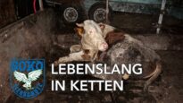 Lebenslang in Ketten – Anbindehaltung // SOKO Tierschutz e.V.