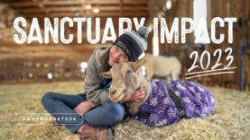 Our Sanctuary Impact for 2023 | 400 Rescued Animals Need Your Help