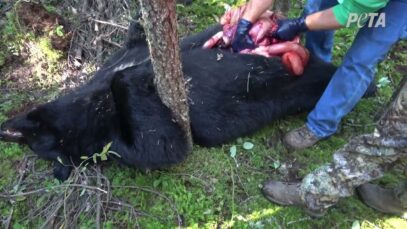 PETA Investigation: Bears Baited, Shot With Crossbows for Fur