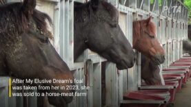PETA Narrowly Rescues U.S. Horse from Slaughter in Korea After Racing Industry Discarded Her