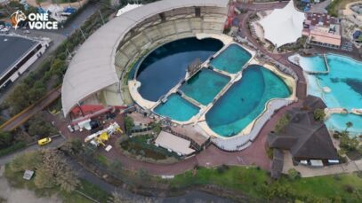 Timelapse, stress test des orques, Marineland, 9 janvier 2024