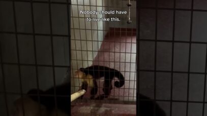 What If This Cage Was Your Whole Life? #shortsyoutube