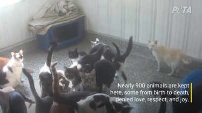Where Do Some Veterinary Chains Get Blood? Watch What PETA’s Investigator Found