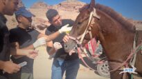 Who Cares for the Animals in Petra, Jordan