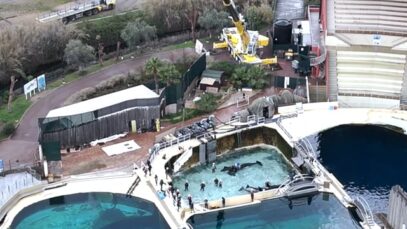 Wikie et le brancard, Marineland, 9 Janvier 2024