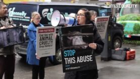 Animal Equality calls out Finn Partners in association with Denny’s cruelty