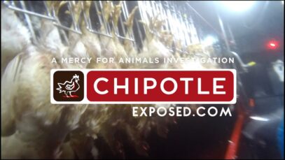 Breaking Footage Reveals Extreme Suffering Inside Chipotle Chicken Supplier