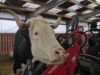 Das Riesenbaby und der Hoftrac