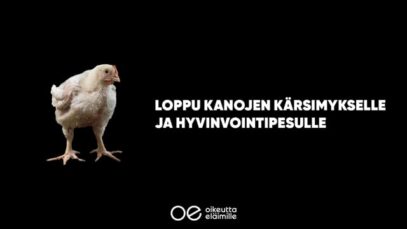 Hunajamarinoitu valhe – Broilerintuotannon harhaanjohtava markkinointi
