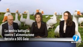 La tortura del foie gras in TV su SOS Gaia