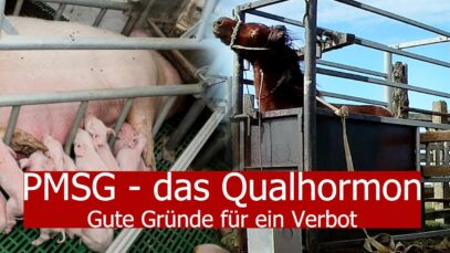 PMSG – Das Qualhormon | Gute Gründe für ein Verbot