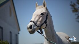 Racehorse Rescued from Slaughter at the Last Minute – Now She’s Living the Dream