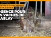 Urgence pour les vaches de Praslay en Haute-Marne