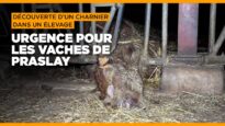 Urgence pour les vaches de Praslay en Haute-Marne