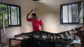 Investigation: Workers Stab Crocodiles, Skin Them for Leather