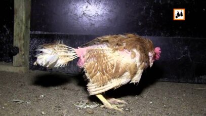 Neue Bilder aus Biohühneranlage