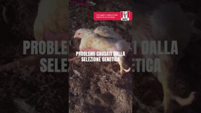 Nuova indagine in allevamenti di un fornitore KFC