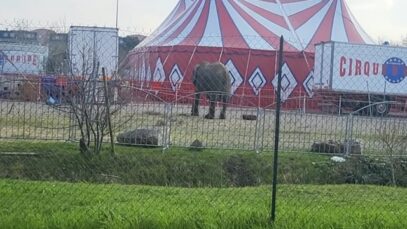 Samba, la dernière éléphante “de cirque” en France, 7 mars 2024