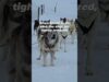 The Hidden Pain Behind Your Dog Sled Ride