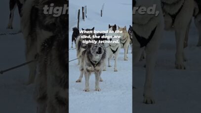 The Hidden Pain Behind Your Dog Sled Ride